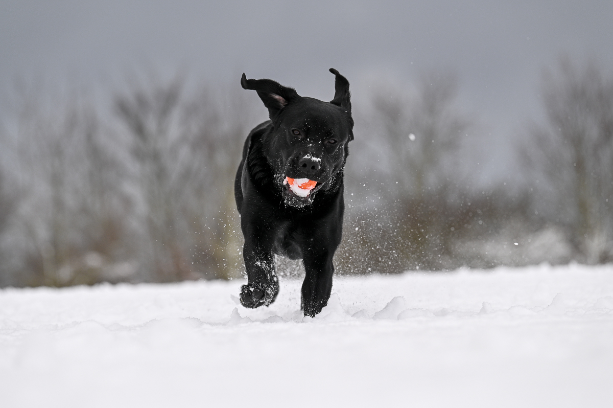 Schnee_-3.jpg