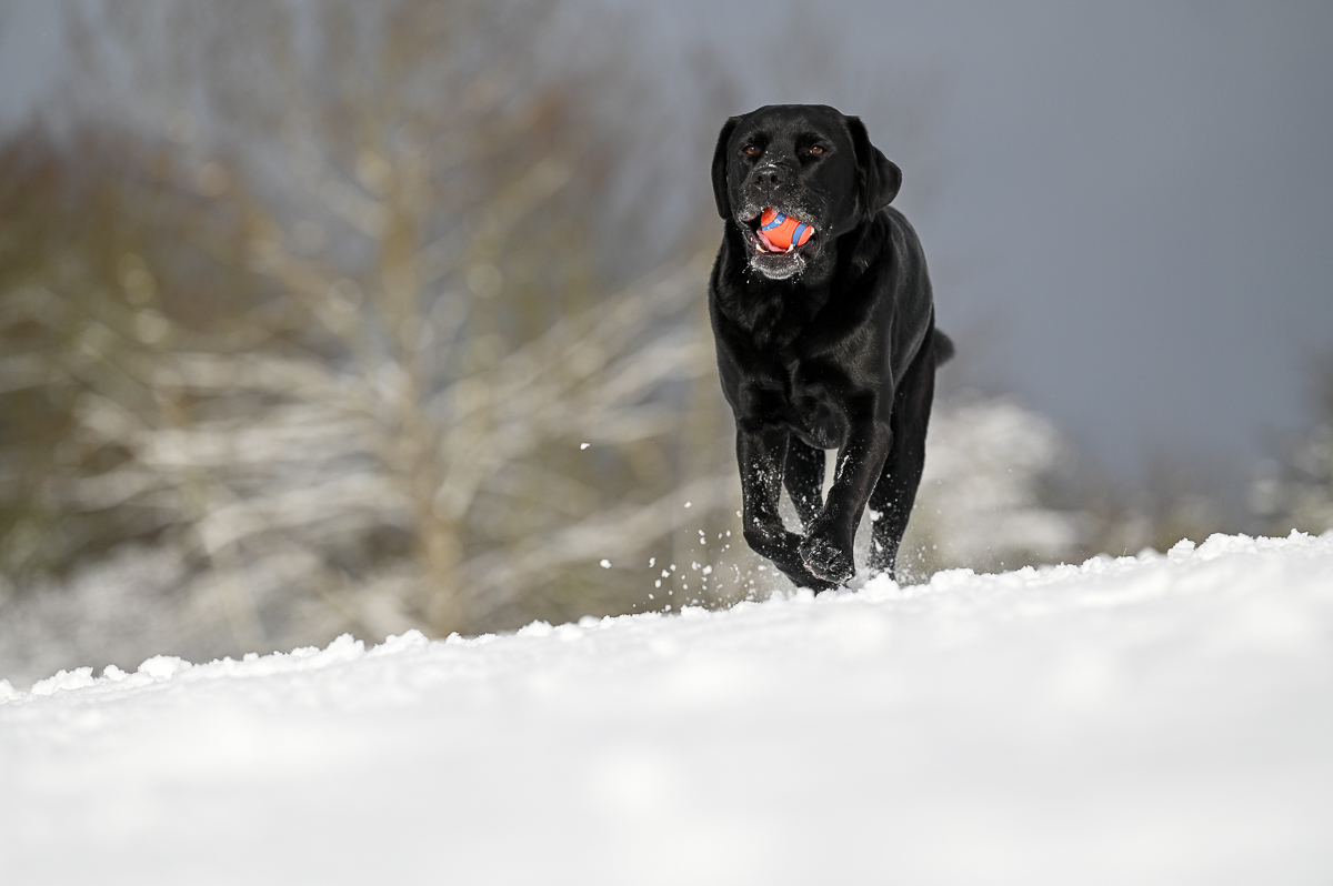 Schnee_-6.jpg