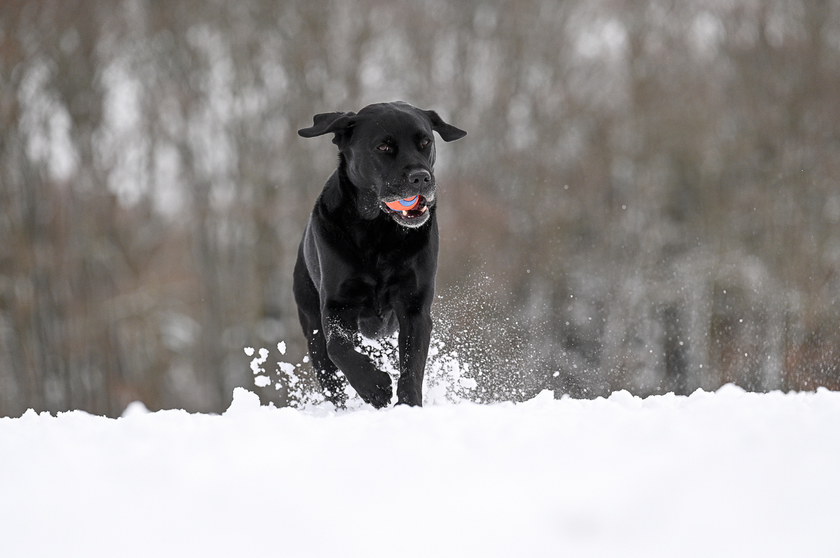 Schnee_-9.jpg