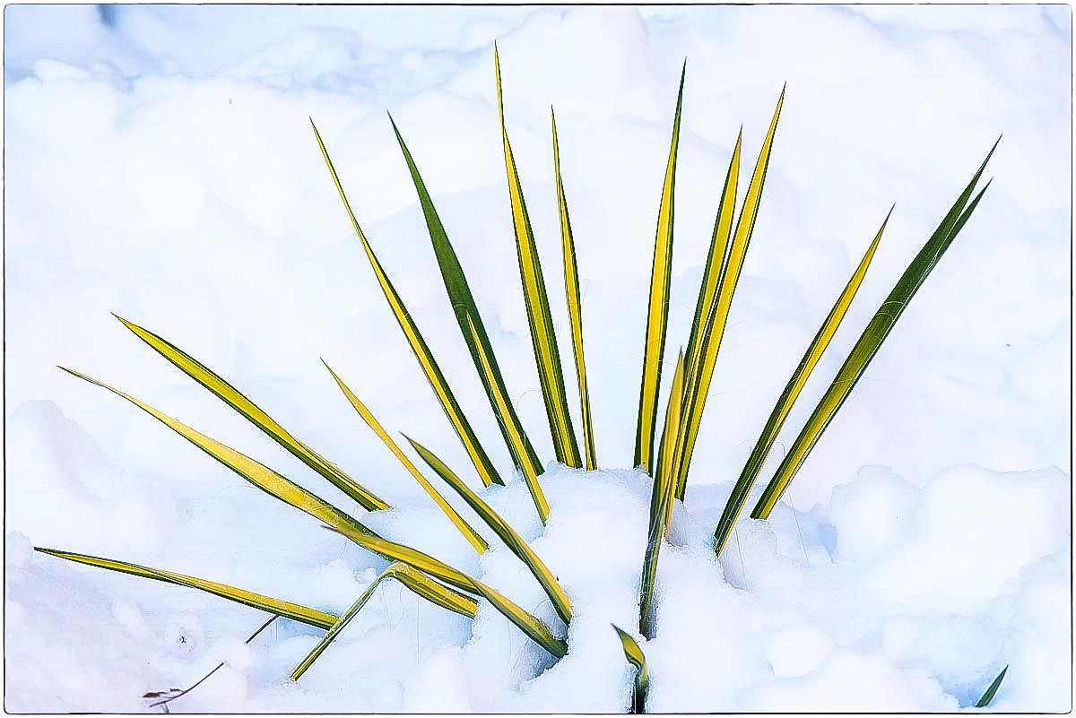 Schneeagave (1 von 1).JPG