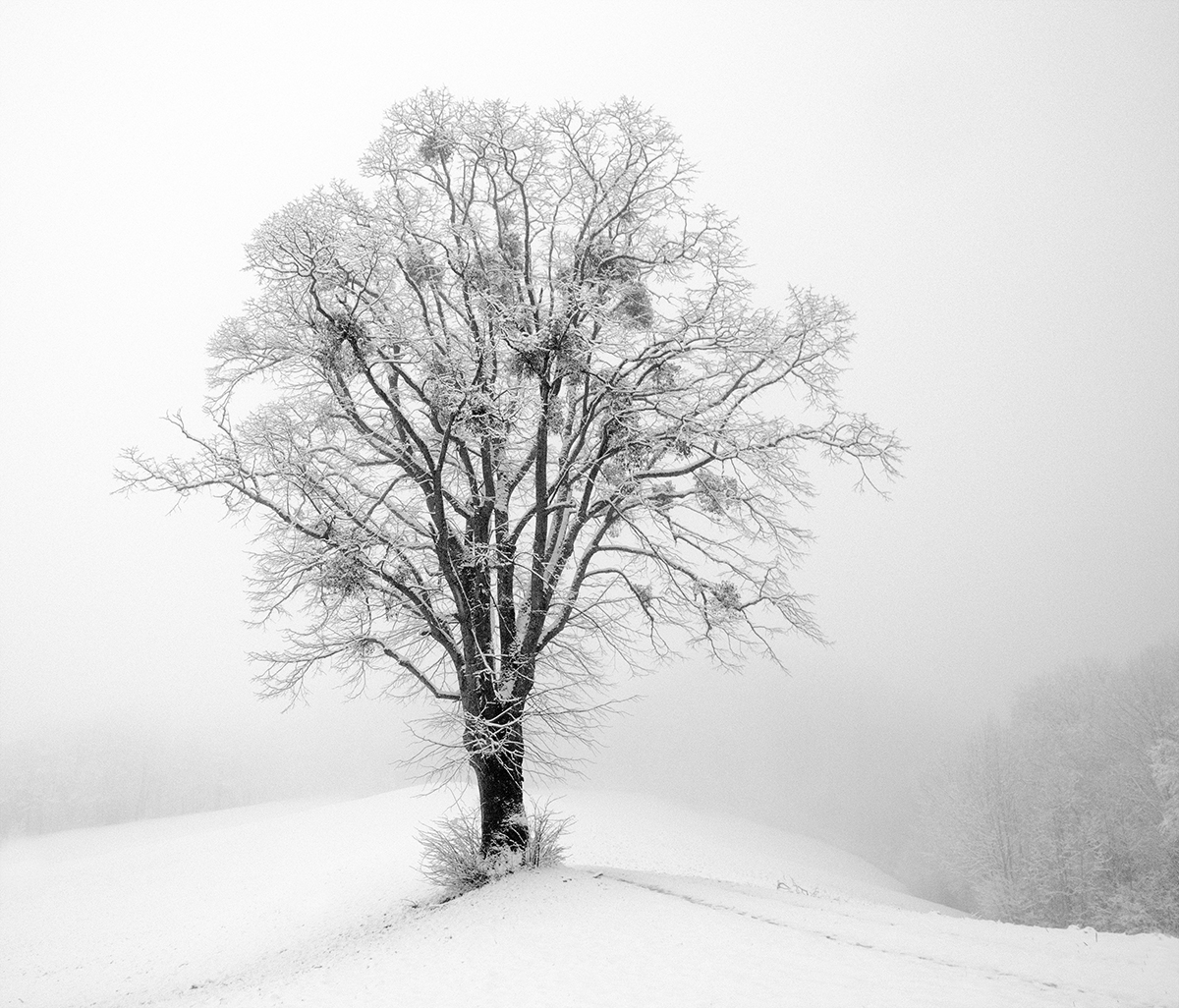 Schneebaum.jpg