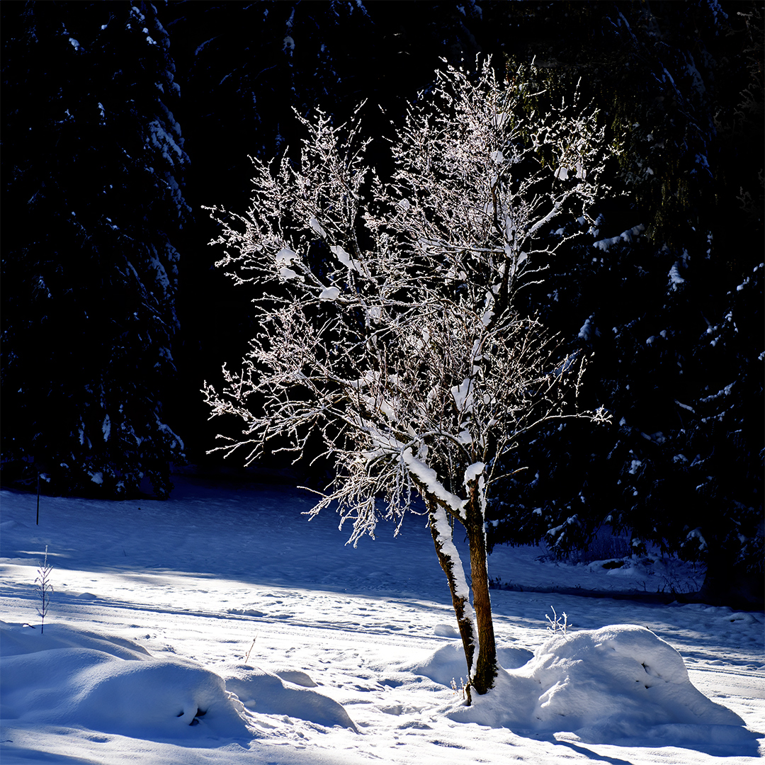 Schneebaum.jpg