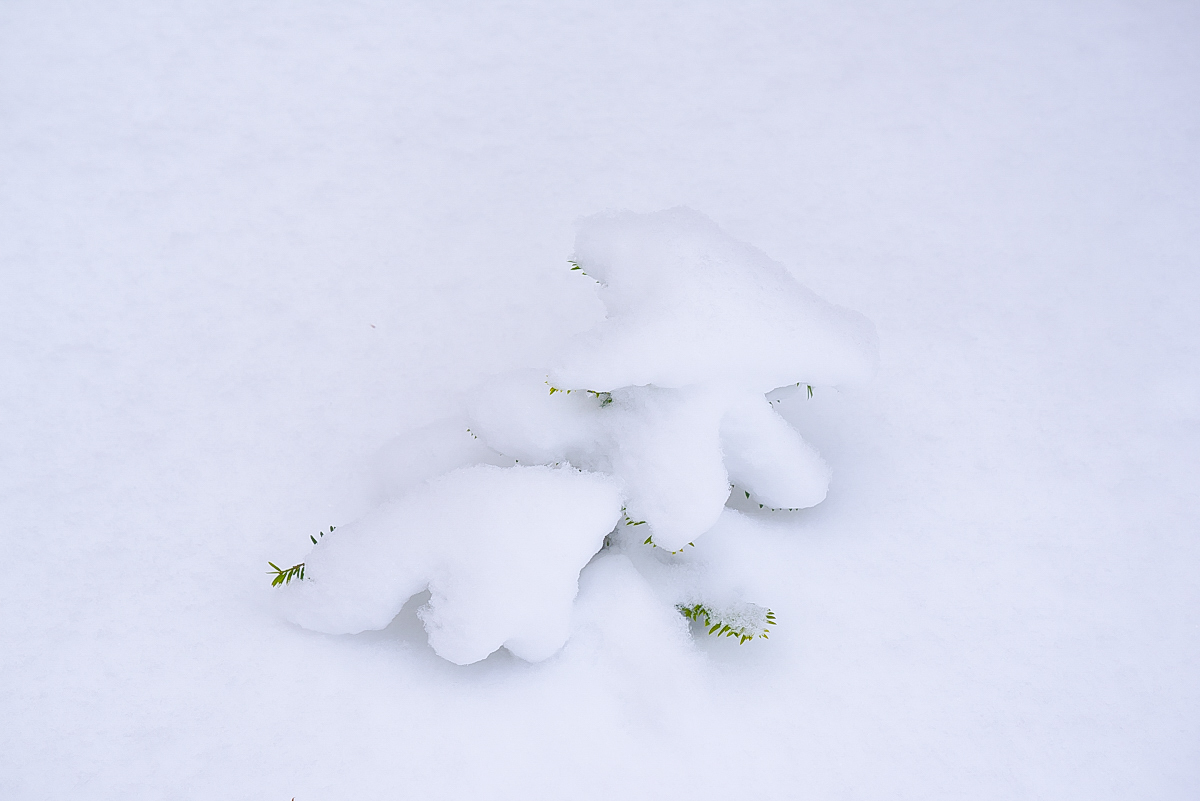 Schneebedeckt (1 von 1).JPG