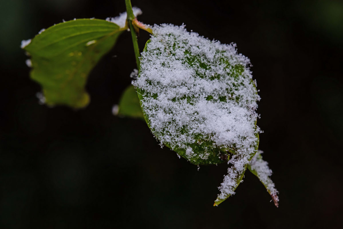 Schneeblatt.jpg