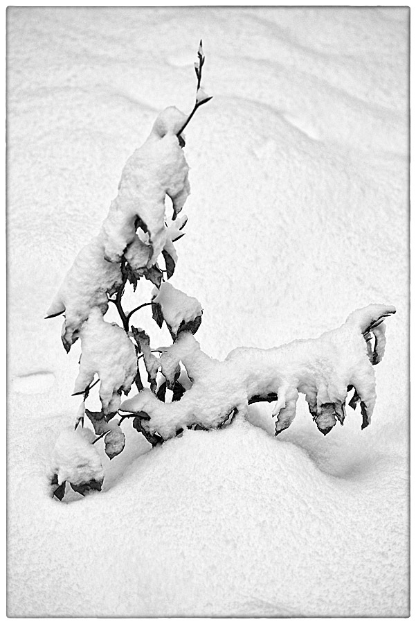 Schneebuche_BW.jpg