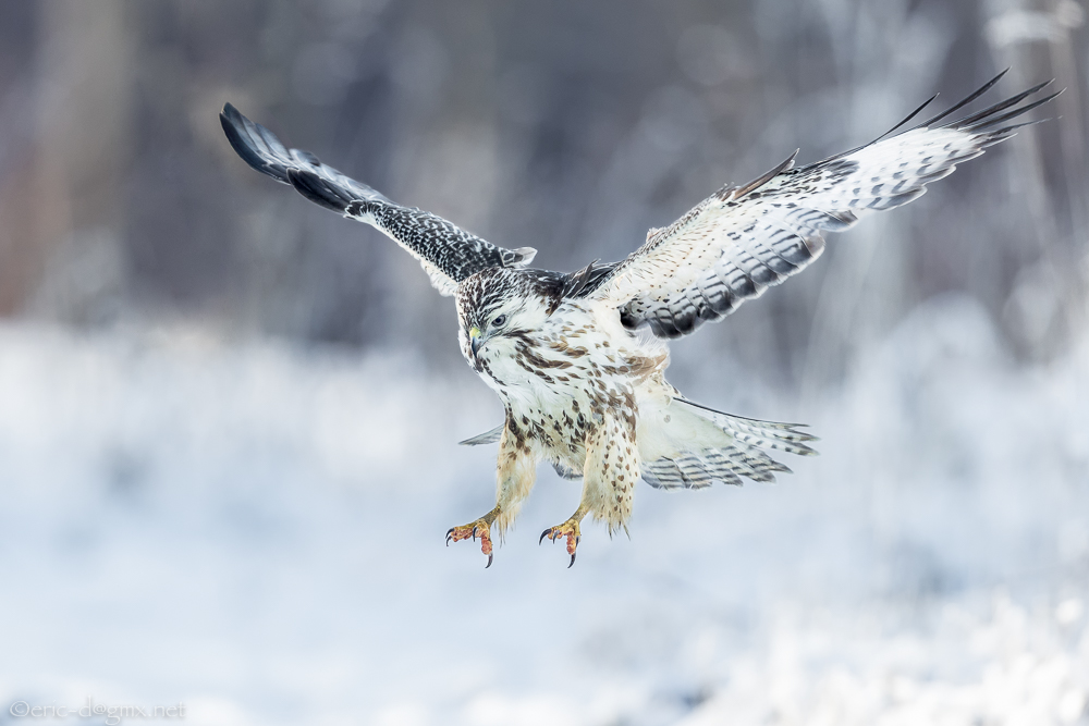 Schneebussard Sturzflug