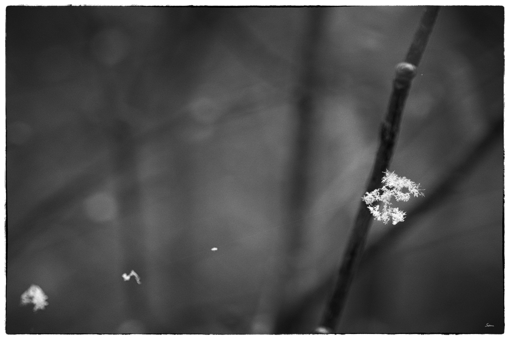SchneeDSC 0764