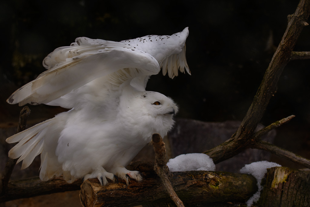 Schneeeule im Zoo Halle