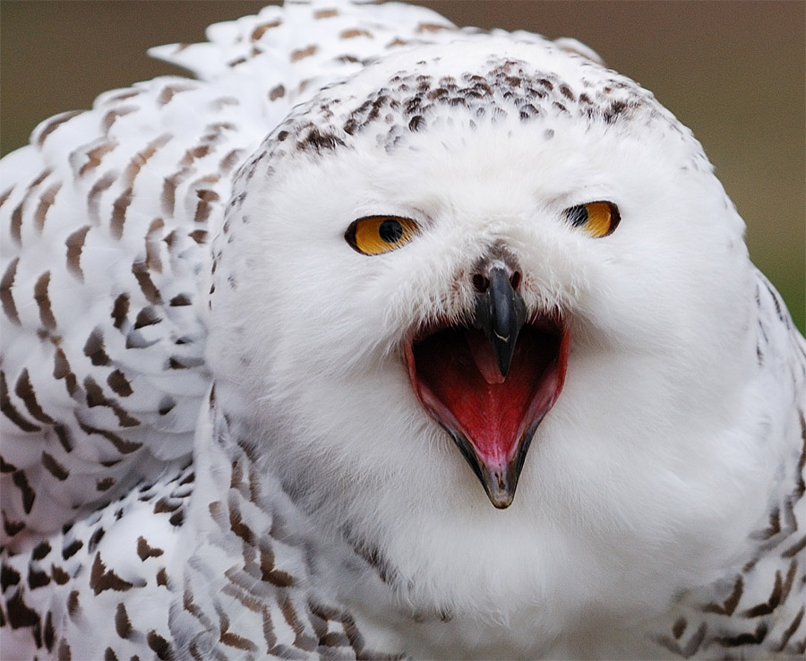 Schneeeule