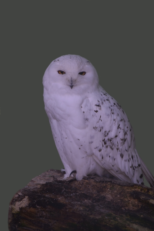 Schneeeule