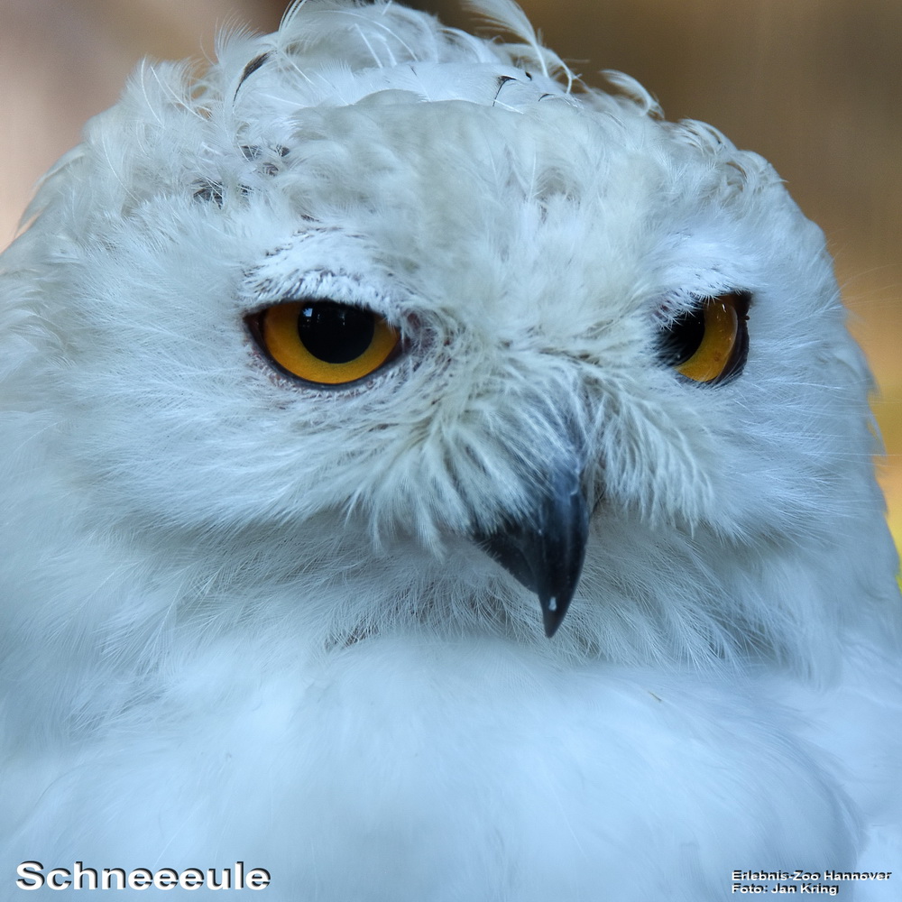 Schneeeule
