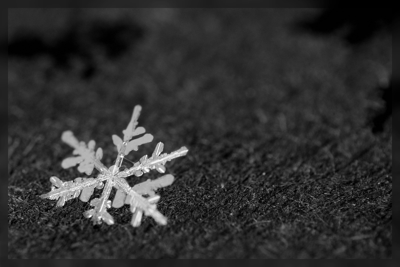 Schneeflocke und geschmolzene Schatten