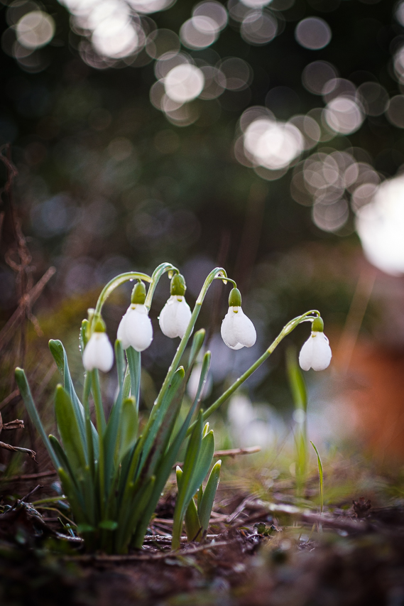 Schneeglöckchen-5476.jpg