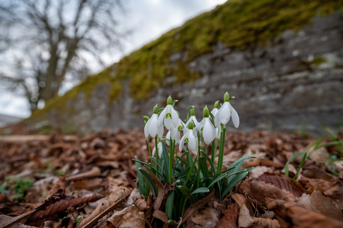 Schneeglöckchen auf dem Rochusfeld bei Sargenroth