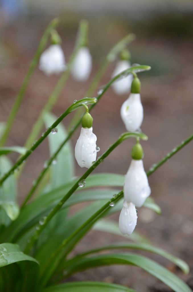 Schneeglöckchen