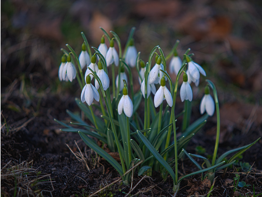 schneeglöckchen1
