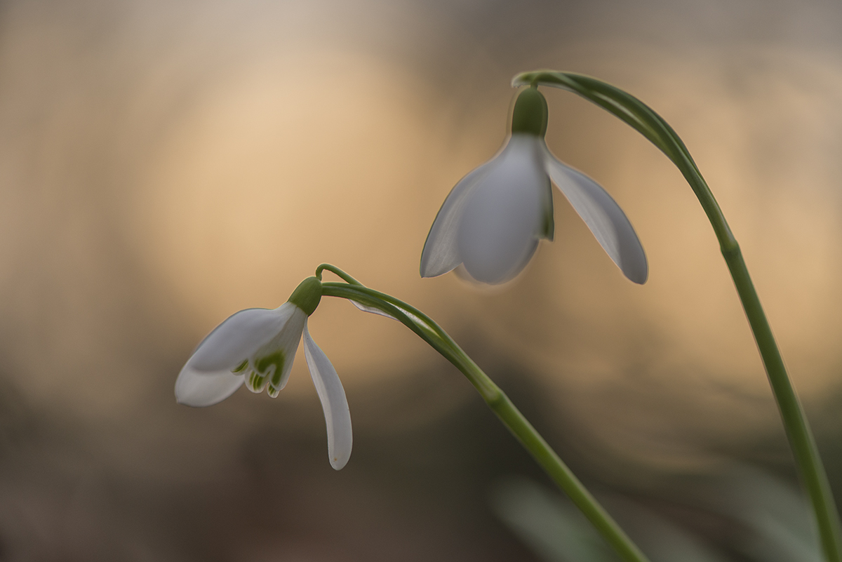 schneegloeckchen 01