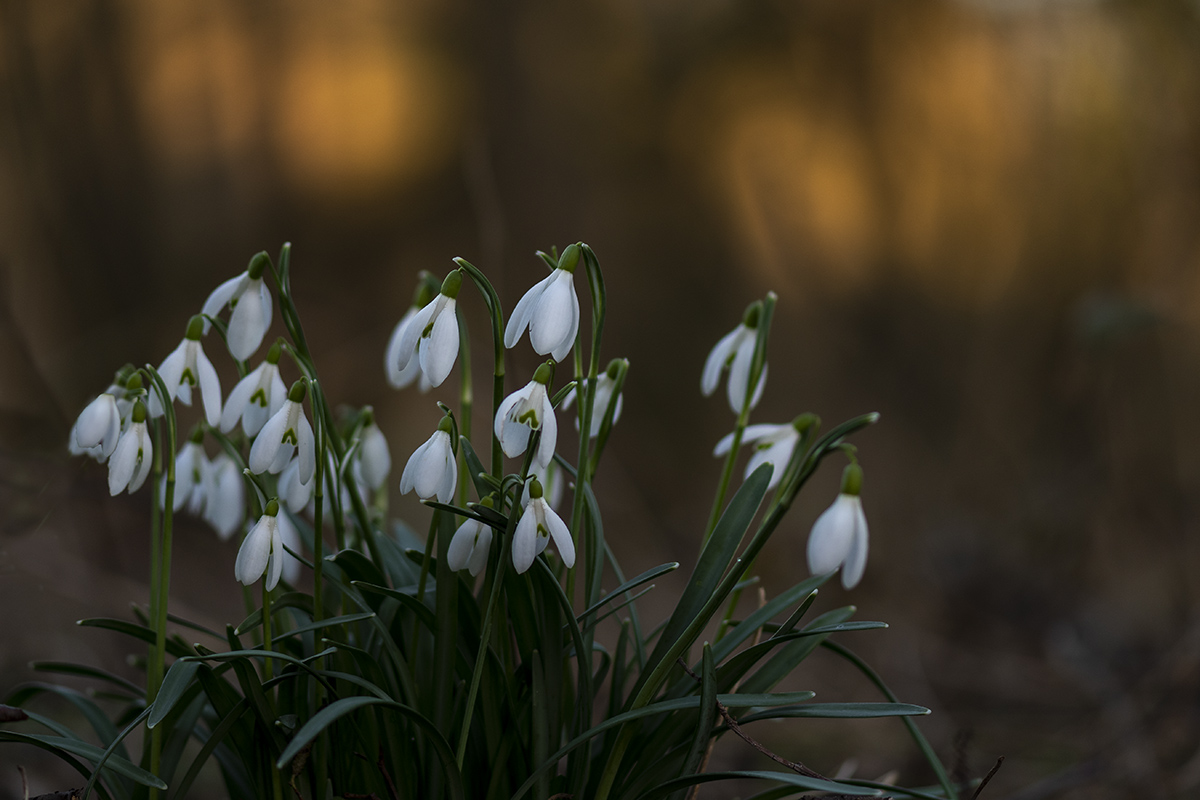 schneegloeckchen_02.jpg