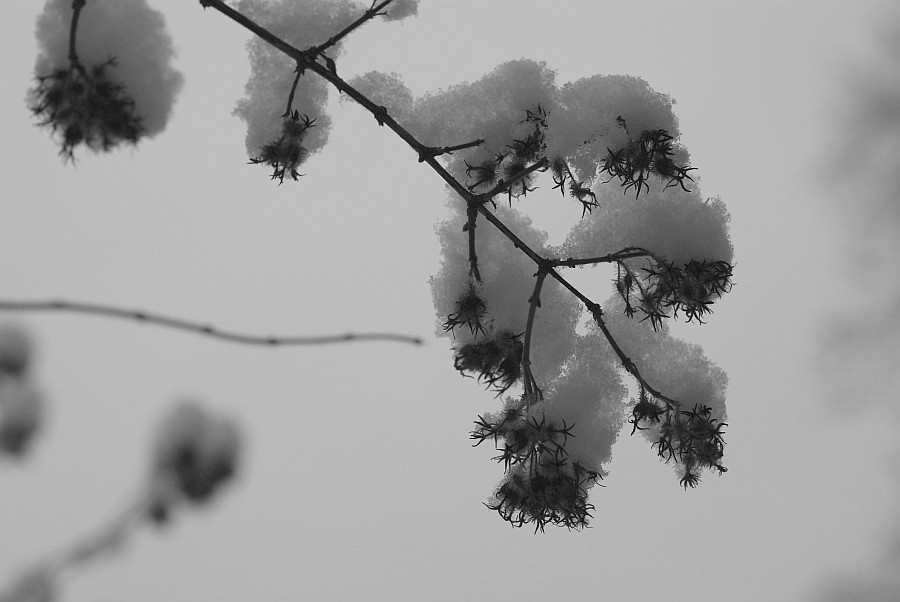 schneehaeubchen