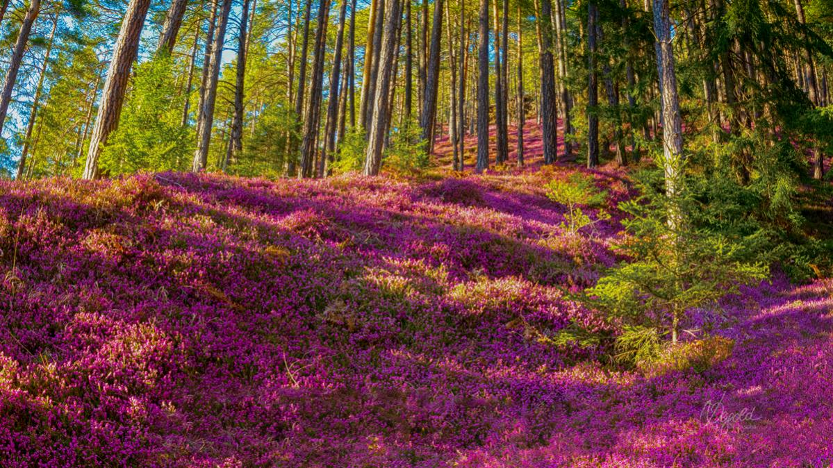 Schneeheide (Erica carnea)