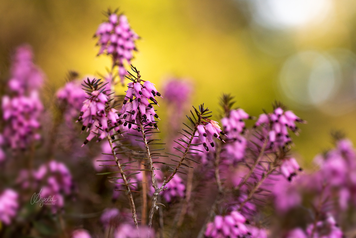 Schneeheide (Erica carnea)