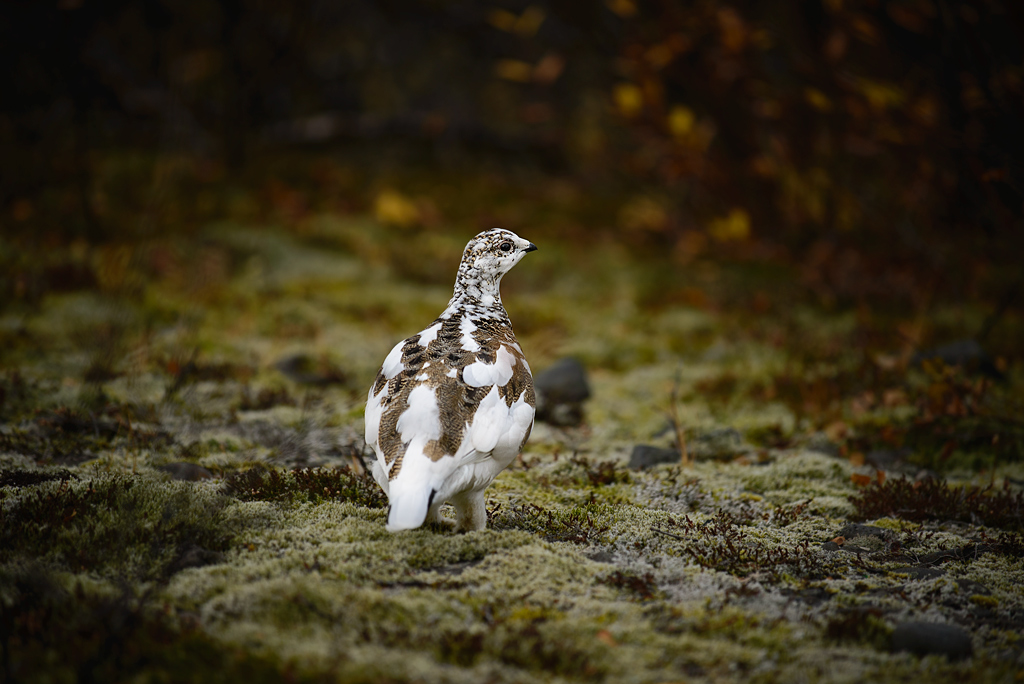 Schneehuhn 20141018 101625 island 2014 2