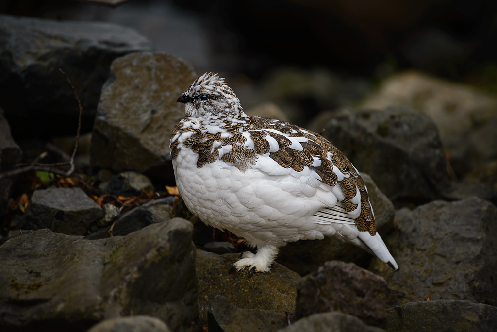 Schneehuhn 20141018 105403 island 2014