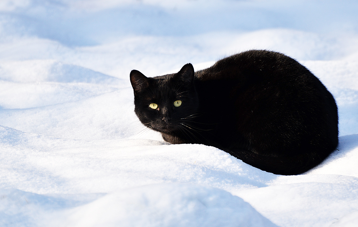 Schneekatze