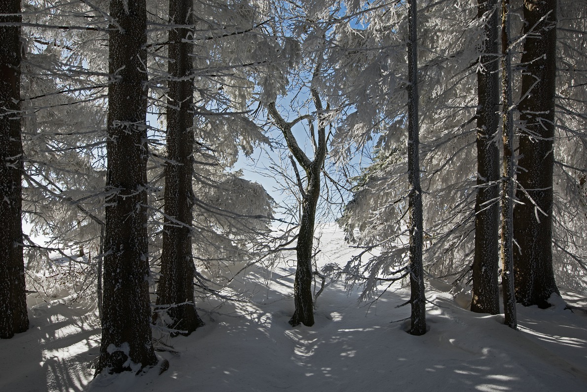 Schneelandschaft
