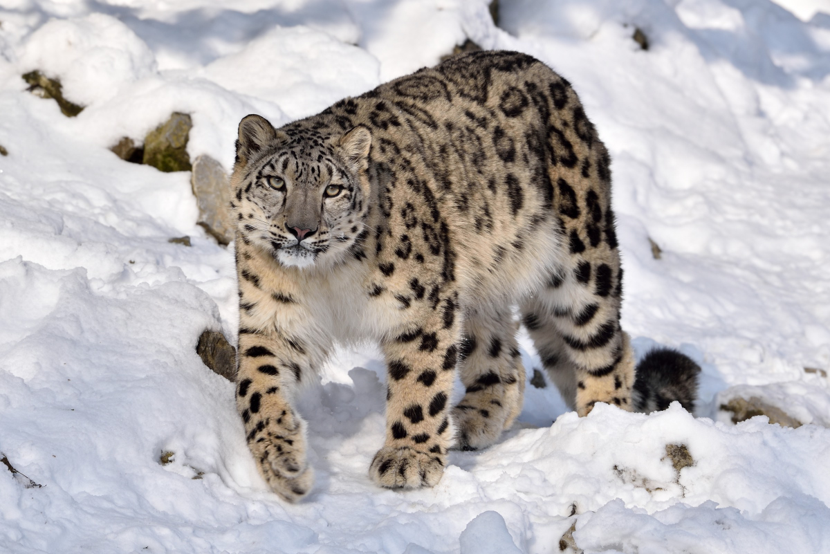 Schneeleopard 012016 3