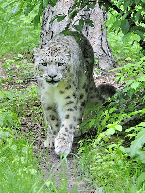 Schneeleopard 1