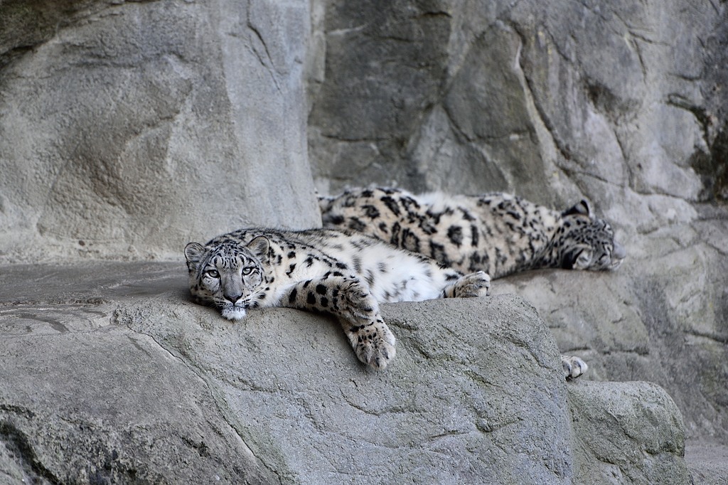 Schneeleopard 11205