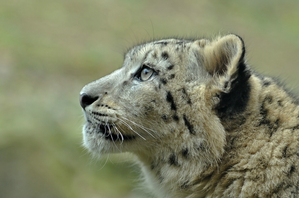 Schneeleopard 2