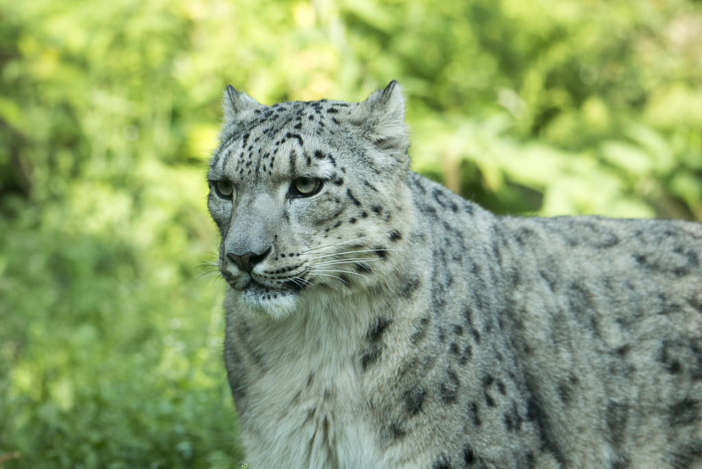 Schneeleopard Zoo Köln (2)