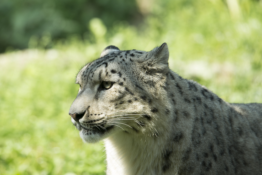 Schneeleopard Zoo Köln (3)