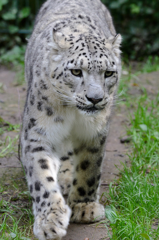 Schneeleopard