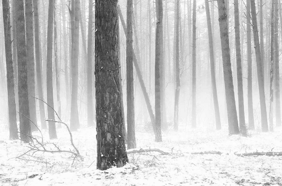 Schneenebel BW.jpg