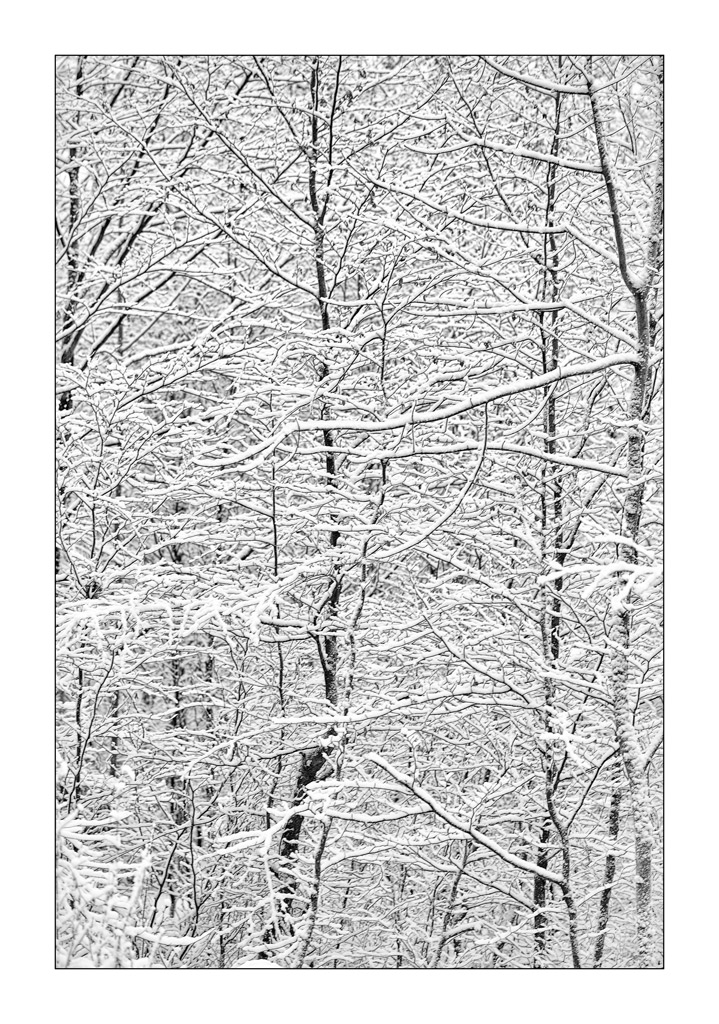 SchneePZ1 4297