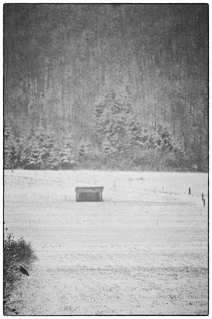 SchneePZ1 4817