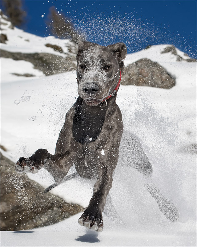 Schneespritzerle