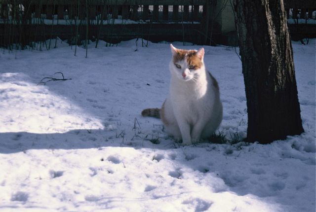 schneetiger