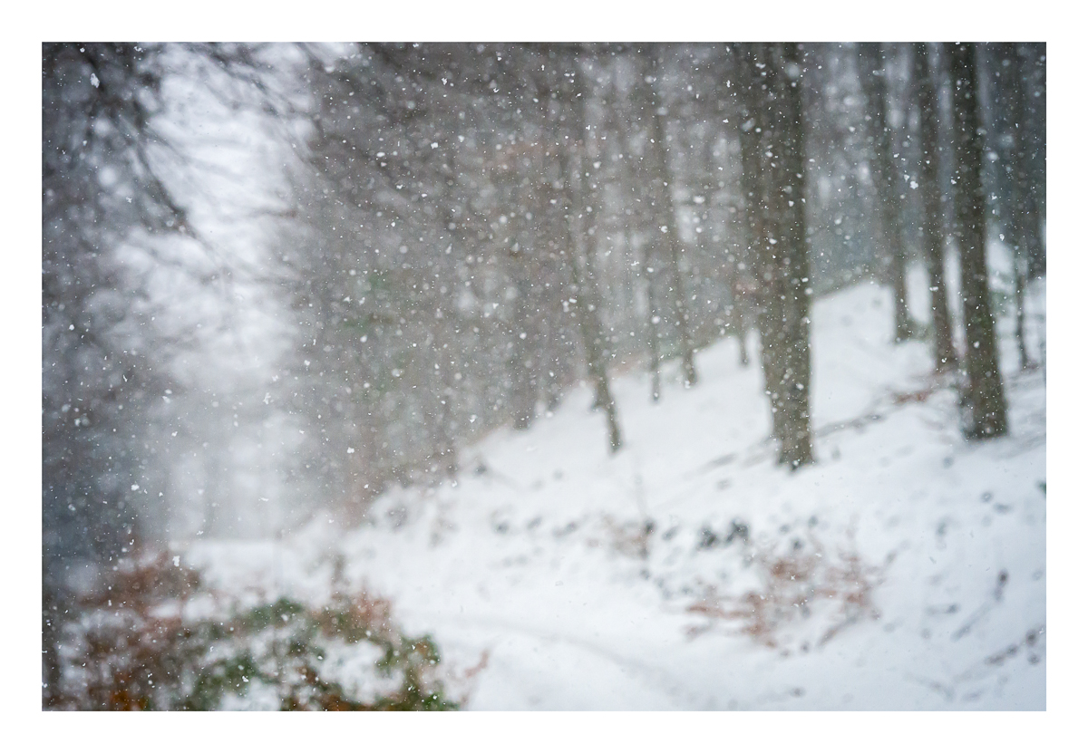Schneetreiben im Wald