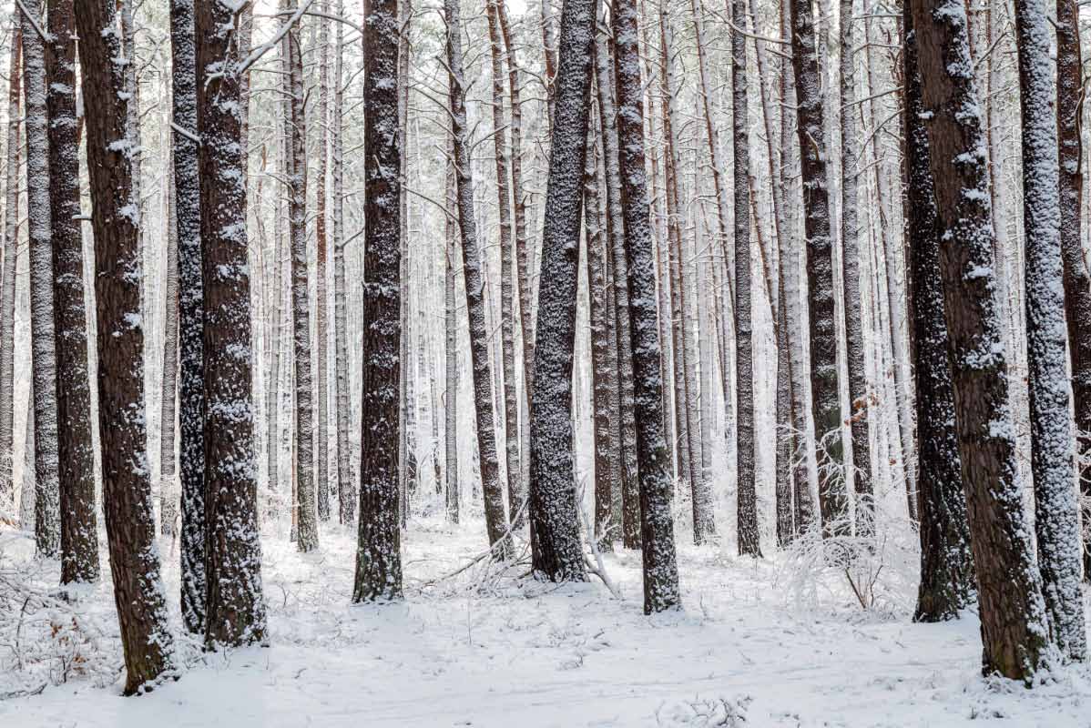 Schneewald.jpg