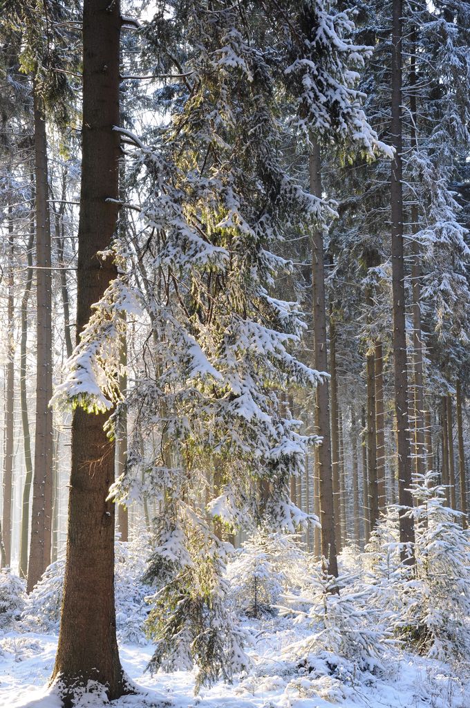 Schneewald