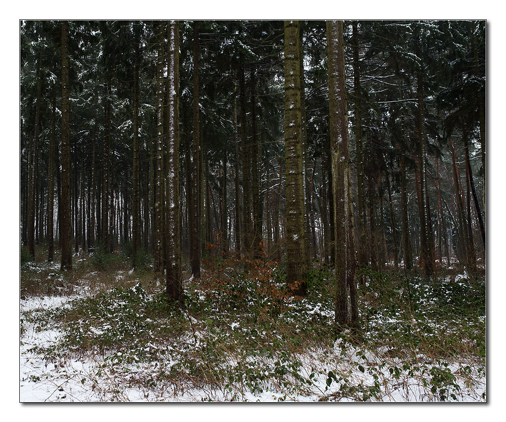 schneewald3