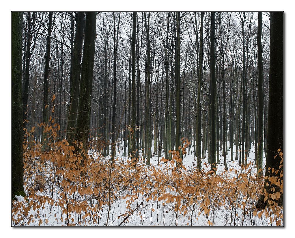 schneewald4
