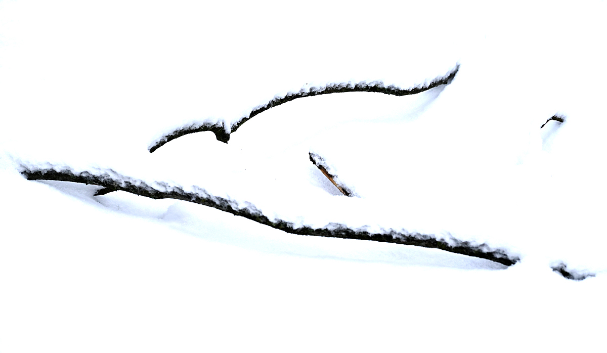 Schneezweig 2_1.jpg