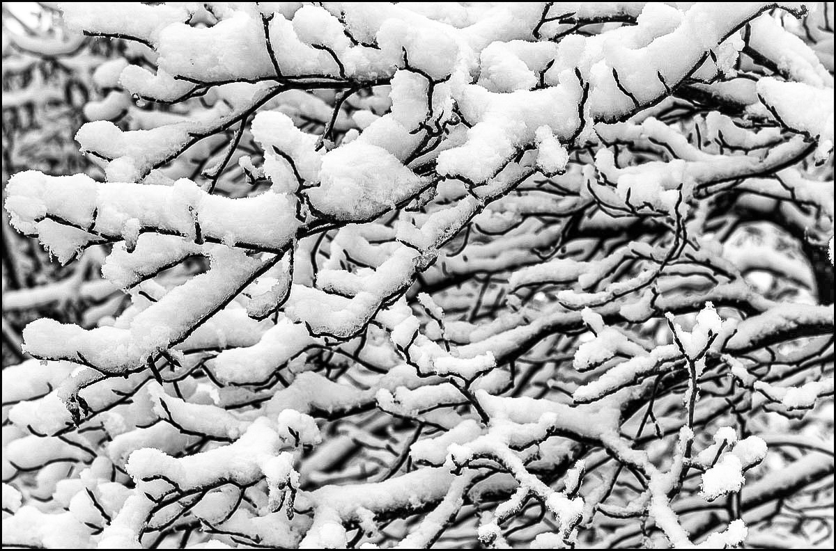 Schneezweige (1 von 1).JPG