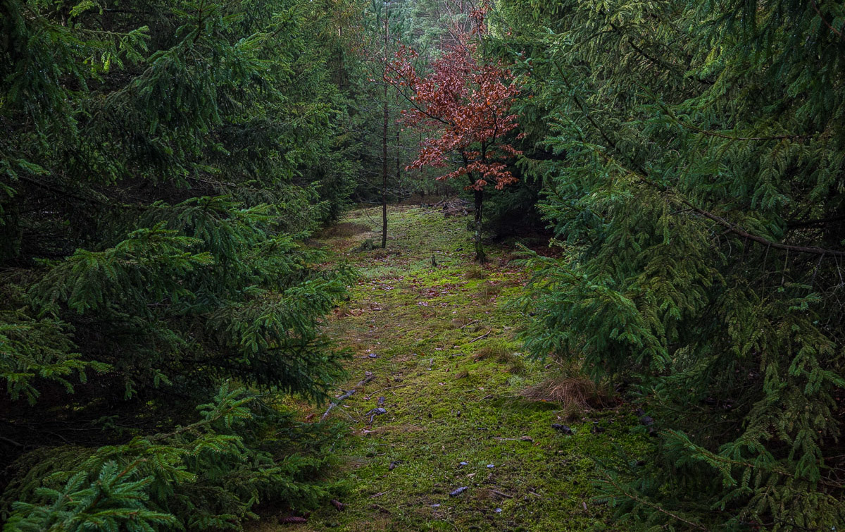 Schneise (1 von 1).jpg