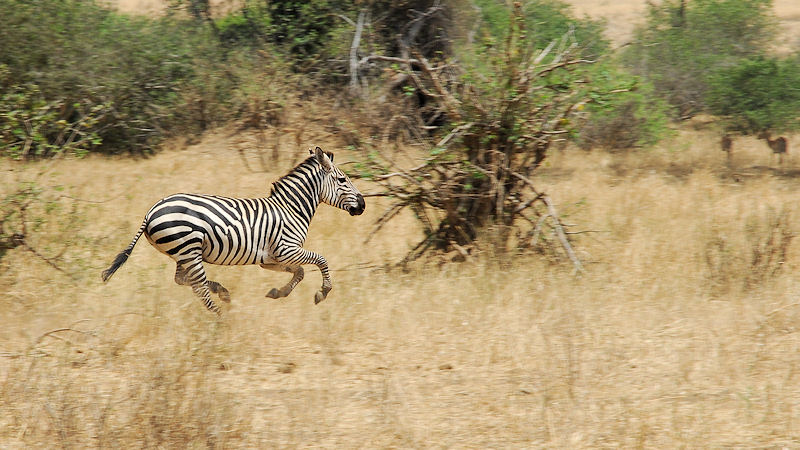 schnelles Zebra im Tarangire
0450
